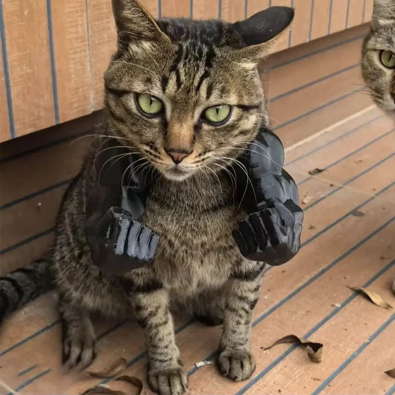 Funny Cat Muscle Arm