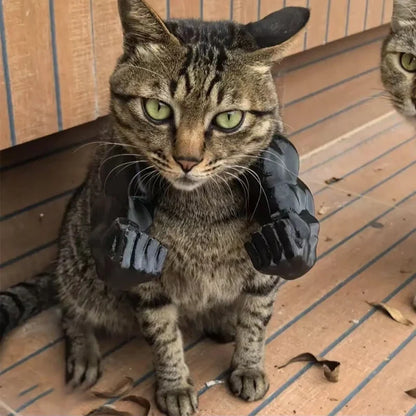 Funny Cat Muscle Arm